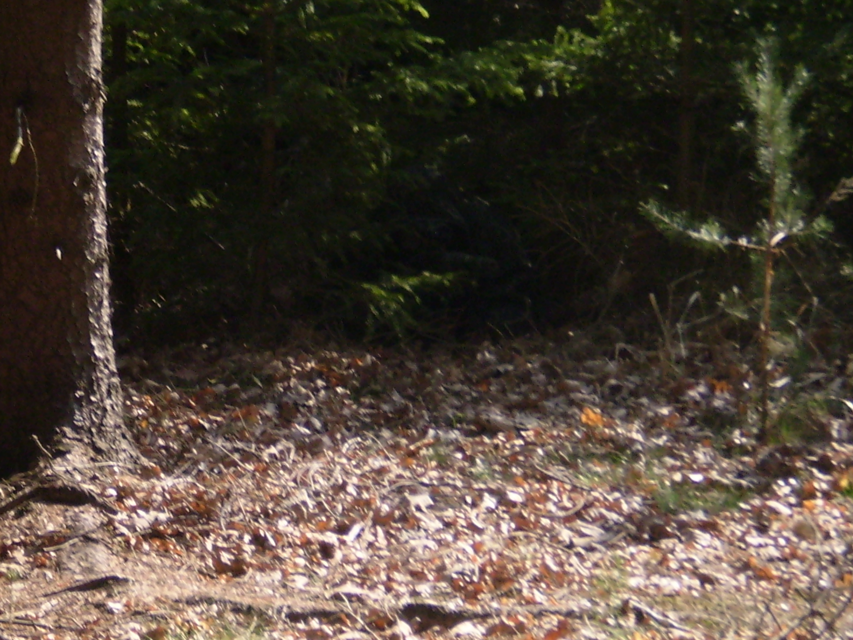 P4100007.JPG